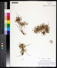 Cyperus polystachyos image