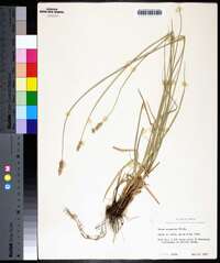 Carex straminea image