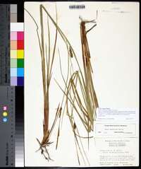 Carex striata image