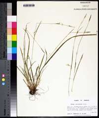 Carex striatula image