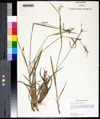 Carex striatula image