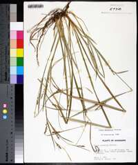 Carex striatula image