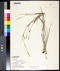 Carex striatula image