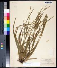 Carex striatula image