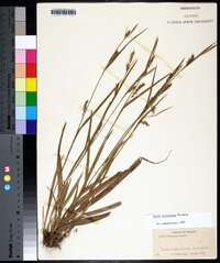 Carex striatula image