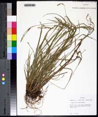 Carex styloflexa image