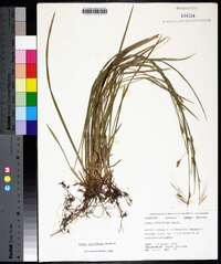 Carex styloflexa image