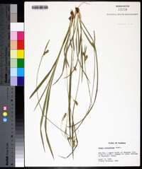 Carex styloflexa image