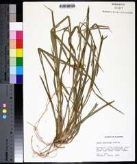 Carex styloflexa image