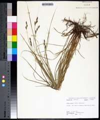 Carex swanii image