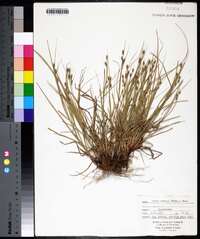 Carex swanii image