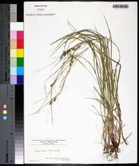 Carex swanii image