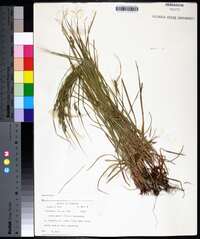 Carex swanii image