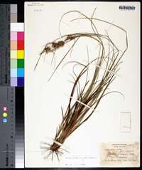 Carex tenax image