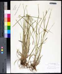 Carex tetanica image