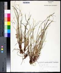 Carex tonsa image