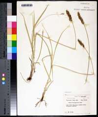 Carex triangularis image