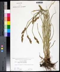 Carex triangularis image