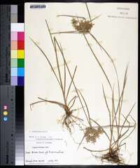 Cyperus polystachyos image