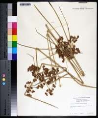 Cyperus pseudovegetus image