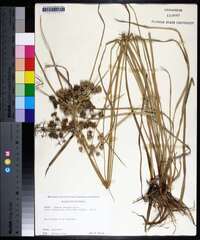 Cyperus pseudovegetus image