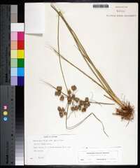 Cyperus pseudovegetus image