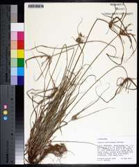 Cyperus retroflexus image