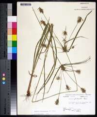 Cyperus retrofractus image