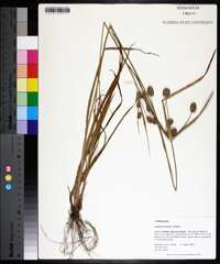 Cyperus retrorsus image