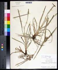 Cyperus retrorsus var. retrorsus image