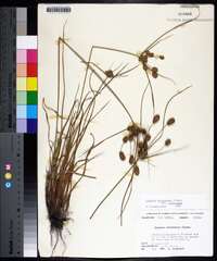 Cyperus retrorsus var. retrorsus image