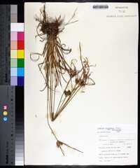Cyperus retrorsus image