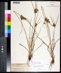 Cyperus retrorsus image