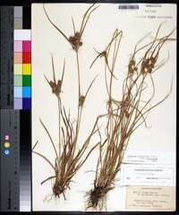 Cyperus retrorsus image