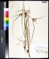 Cyperus retrorsus image