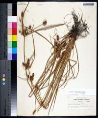 Cyperus retrorsus image