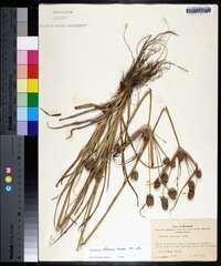 Cyperus retrorsus var. retrorsus image
