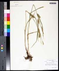 Carex trichocarpa image