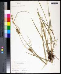 Carex turgescens image