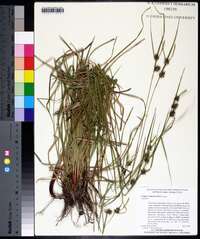 Carex turgescens image