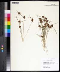 Cyperus sanguinolentus image