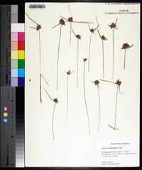 Cyperus sanguinolentus image