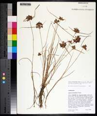 Cyperus sanguinolentus image