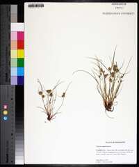 Cyperus squarrosus image