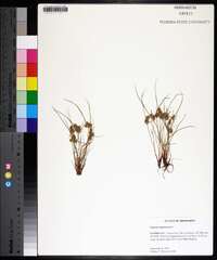 Cyperus squarrosus image