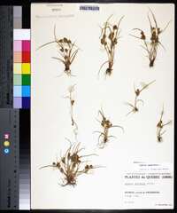 Cyperus squarrosus image