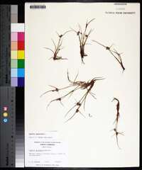 Cyperus squarrosus image