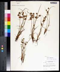 Cyperus squarrosus image