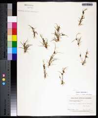 Cyperus squarrosus image