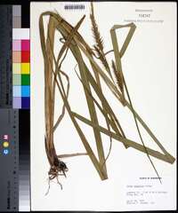 Carex gigantea image